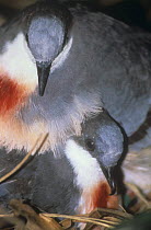 Luzon bleeding heart pigeon {Gallicolumba luzonica}pair, captive, native to Philippines