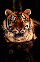 Bengal tiger in water portrait {Panthera tigris tigris} captive