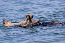 Sea otter eating clams {Enhydra lutris}, California Coast, USA