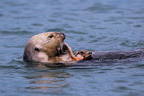 Sea otter {Enhydra lutris} eating clams at surface, California, USA