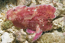 Leaf scorpionfish {Taenianotus triacanthus} Midway Atoll, Pacific