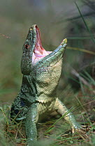 Lizard {Lacerata lepida} display posture, Spain