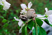 Japanese tree frog {Hyla japonica} in flowering tree northern Ussuriland, Russia