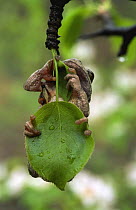 Japanese tree frog {Hyla japonica} hanging on leaf, North Ussuriland, Russia