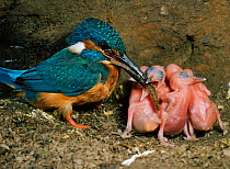 Common Kingfisher male feeds fish to 5-day-old chick in nest,  Italy  artificial nest