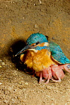 Common Kingfisher female brooding 5 day old chicks in artificial nest burrow {Alcedo atthis} Italy