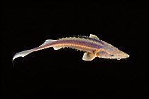 European sturgeon fish specimen