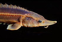 European sturgeon fish specimen, Russia