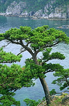 Pine tree {Pinus densiflora funebris} Peter Great Bay, Vladivostock, Ussuriland, Russia