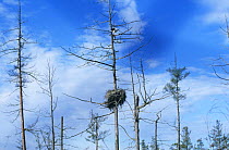 Oriental white stork (Ciconia boyciana) in tree with nest below, Russia, Endangered