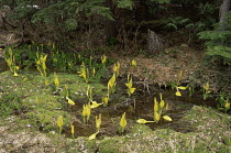 Skunk cabbage {Lysichiton americanus} growing in boggy ground, Revelstoke NP, Canada