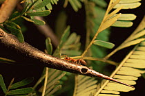 Acacia ant {Pseudomyrmex sp} on Bulls horn acacia. Belize