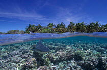 Grey reef shark {Carcharhinus amblyrhynchos} Split level French Polynesia