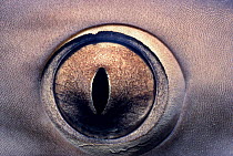 Eye of Whitetip reef shark {Triaendodon obesus} Red Sea, Egypt