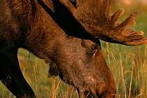 Moose bull grazing {Alces alces} captive, Sweden.