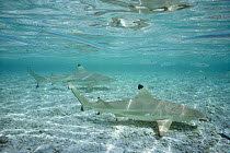 Two Blacktip reef sharks {Carcharhinus melanopterus} patrolling shallow water, surrounded by other fish, Rangiroa, French Polynesia