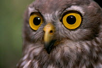 Barking owl {Ninox connivens} Australia