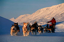 Dogs pulling tourist sledge Spitzbergen, Svalbard, Norway