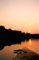 Caiman {Caiman yacare} by river at sunset, Pantanal, Brazil