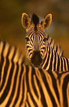 Common (Burchell's) zebra {Equus quagga} Phinda, South Africa