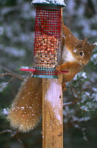 Red squirrel {Sciurus vulgaris} on bird peanut feeder, Aviemore, Scotland, UK