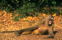 Chacma baboon {Papio ursinus} yawning, Chobe National Park, Botswana, Southern Africa