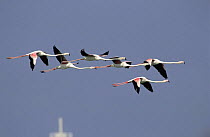 Greater flamingoes (Phoenicopterus ruber) in flight, Dubai, United Arabs Emirates, February