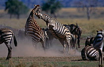 Male Common zebras fighting {Equus quagga}, Masai Mara GR, Kenya