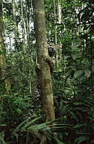 Jaguar {Panthera onca} climbing tree in forest, Amazonia, Brazil, South America. Captive.