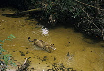 Wild male Jaguar (Panthera onca) walking in river, Amazonia, Brazil, South America