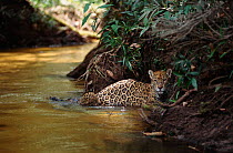 Jaguar female with 6-week-old cub crossing forest creek {Panthera onca}, Amazonia Basin, South America. Captive.