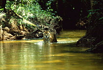 Wild male Jaguar (Panthera onca) travelling through forest creek, Amazonia Basin, South America