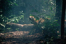 Male wild Jaguar (Panthera onca) in misty rainforest looking up at canopy, Amazonia Basin, Brazil, South America, endangered species