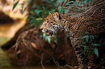 Jaguar female at edge of creek {Panthera onca}, Amazonia Basin, Brazil. Captive.
