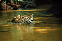 Wild male Jaguar in stream, Amazon Basin, Brazil S. America