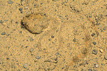 African Horned viper half buried in sand {Cerastes cerastes} captive. Occurs in Northern Africa