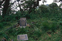 Diane Fossey grave, famous for her passionate conservation of Mountain gorillas (Gorilla beringei) Virunga Volcanoes, Parc National des Volcans, Congo (formerly Zaire)