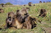 Male Gelada baboon {Theropithecus gelada} grooming female's bottom Simien Mountains, Ethiopia