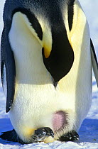 Emperor penguin showing brooding patch (Aptenodytes forsteri) Antarctica