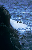 Chinstrap penguins {Pygoscelis antarctica} leaping into sea, South Sandwich islands, Antarctica