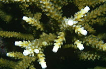 Staghorn coral with healthy growing white tips {Acropora cervicornis} Grenadine, Caribbean