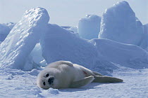 Harp seal pup {Phoca groenlandicus} St Lawrence Gulf, Canada.