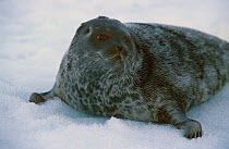 Ringed seal {Phoca hispida} on ice, Lancaster Sound, Canada