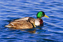Mallard duck male and female pair swimming {Anas platyrhynchos} Long Island, USA