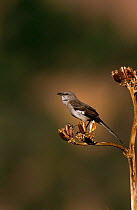 Northern mockingbird singing {Mimus polyglottos} Texas, USA