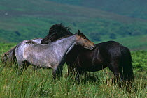 Exmoor ponies mutual grooming {Equus caballus} Devon, UK