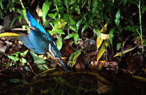 Common kingfisher diving for fish {Alcedo atthis} River Exe, Devon, England