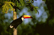 Toco toucan (Ramphastos toco) in tree, Igazu NP, Brazil