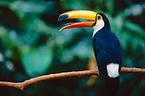 Toco toucan in tree {Ramphastos toco} Pantanal, Brazil