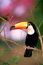Toco toucan {Ramphastos toco} Pantanal, Brazil. Captive.